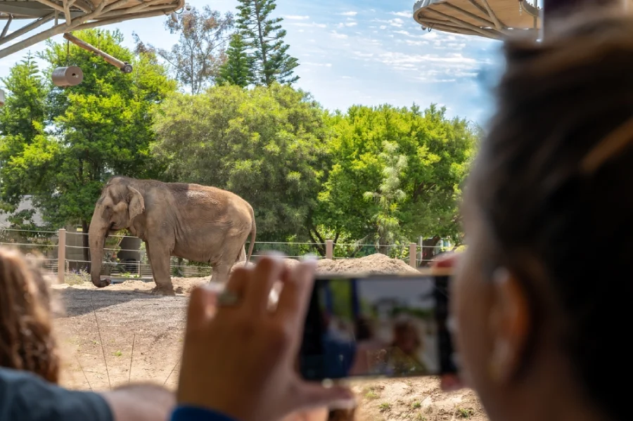 Children explore the San Diego zoo and take pictures of elephants